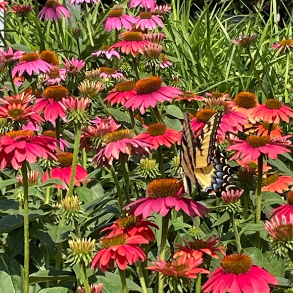 Meet your Posher, Jae - Picture 1 of 1